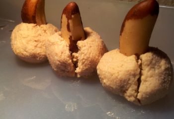 risu-bumbina